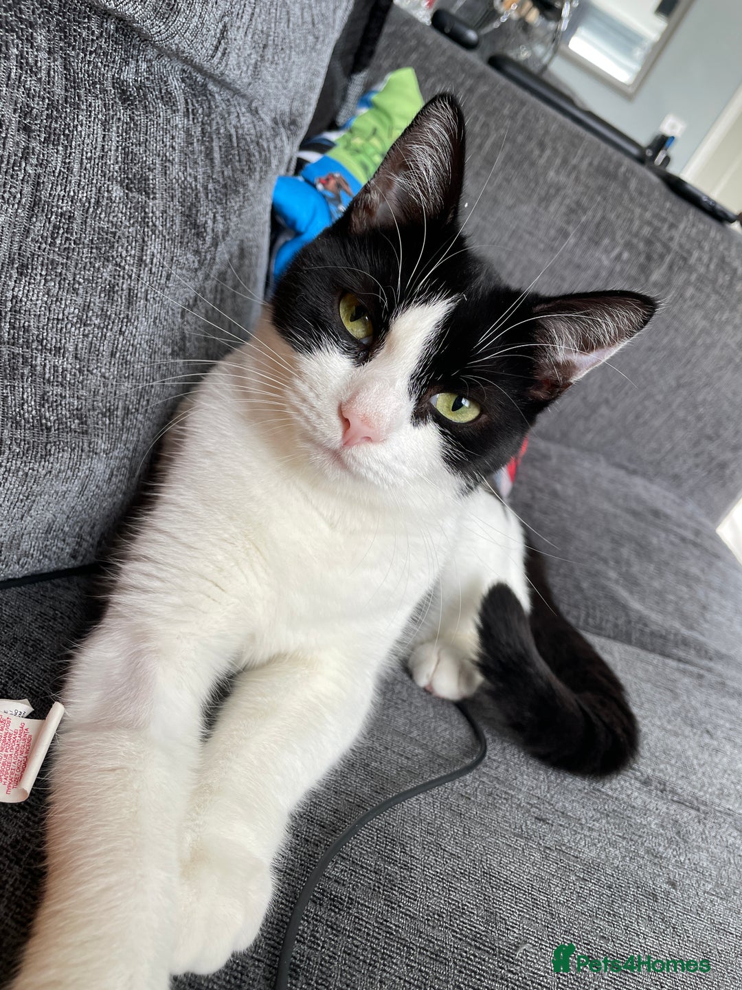 Domestic Shorthair cats for sale: 2 cats for sale  - Image 1