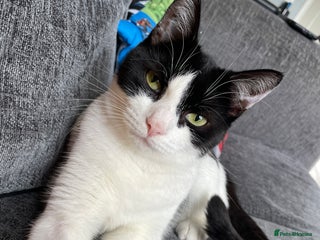 Domestic Shorthair cats - Advert 39