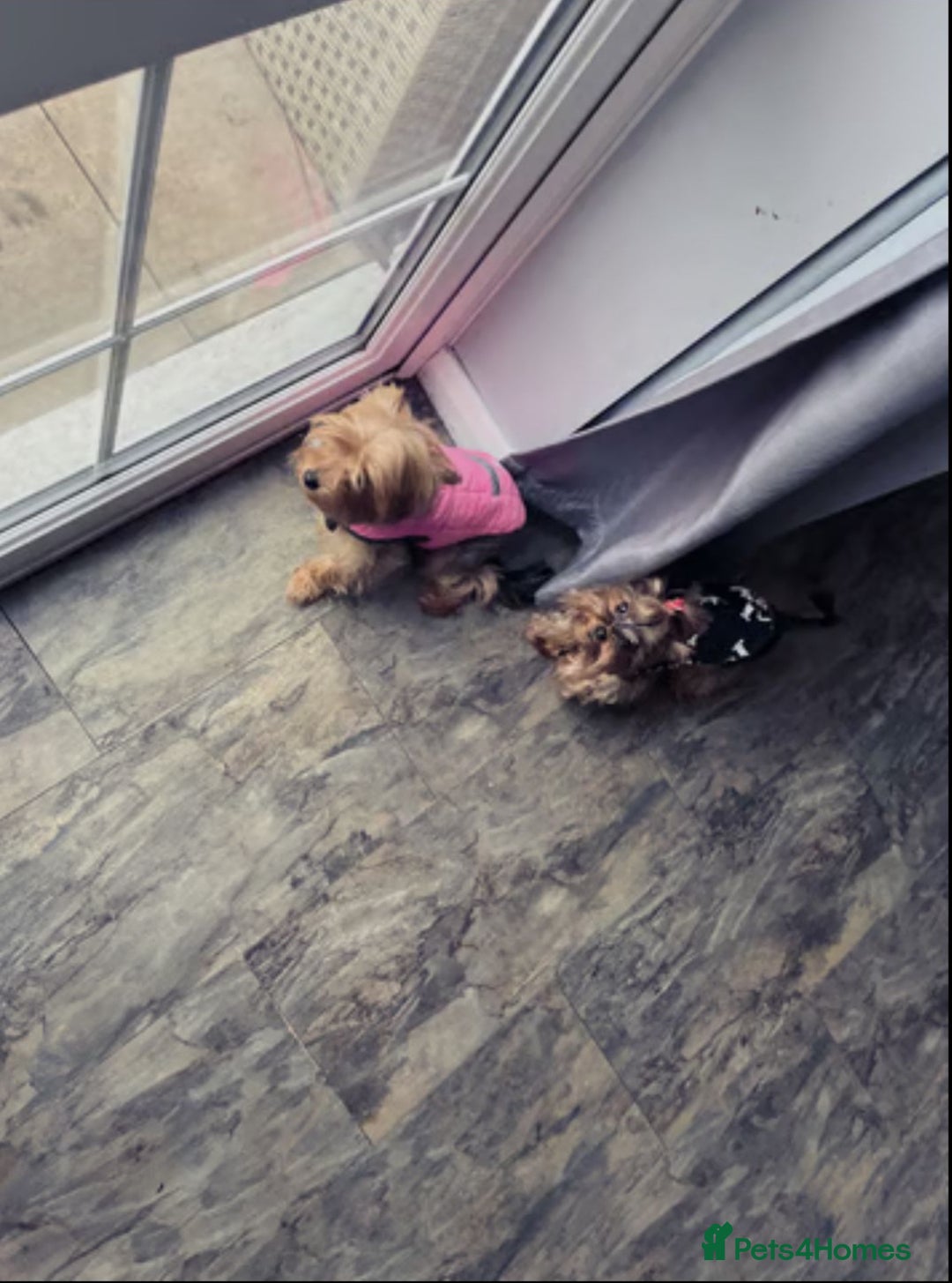 Yorkshire Terrier dogs for sale: Mini Black Yorkshire terriers puppies  - Advert 20
