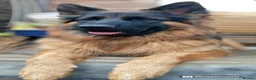 German Shepherd dogs for stud: The Gold Standard in GSD Studs in Northampton - Advert 2