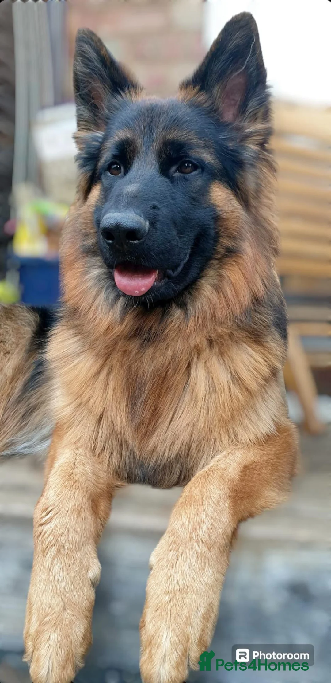 German Shepherd dogs for stud: The Gold Standard in GSD Studs in Northampton - Advert 2
