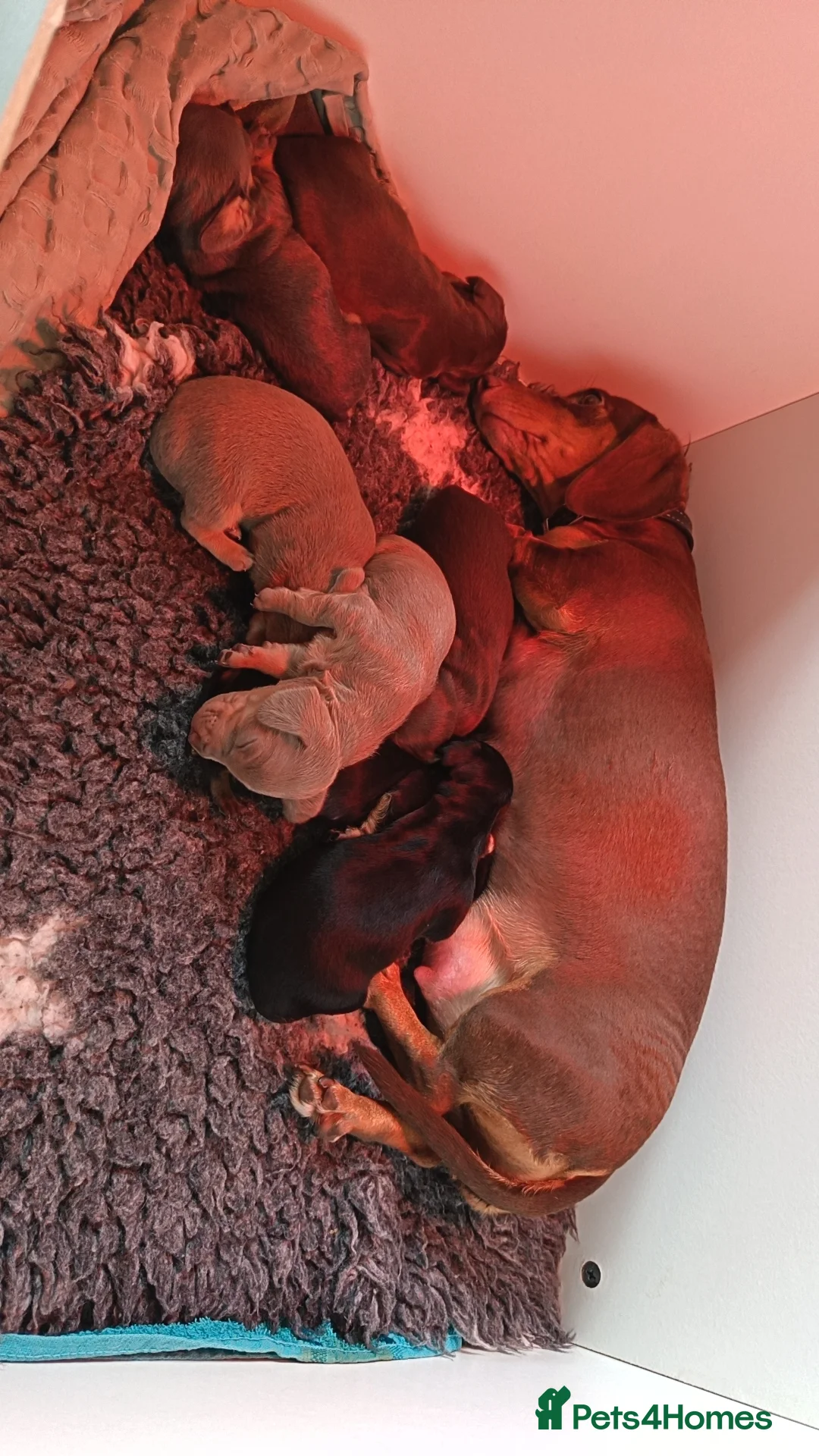 Dachshund dogs for sale: Miniature Dashhounds pusp  - Advert 2