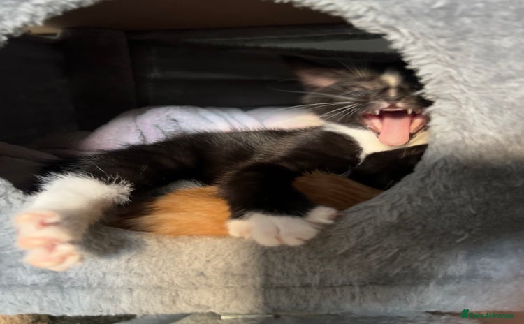 Domestic Shorthair cats - Advert 1