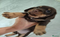 Jack Russell dogs for sale: Chocolate and Tan and Black and Tan Jacks - Image 1