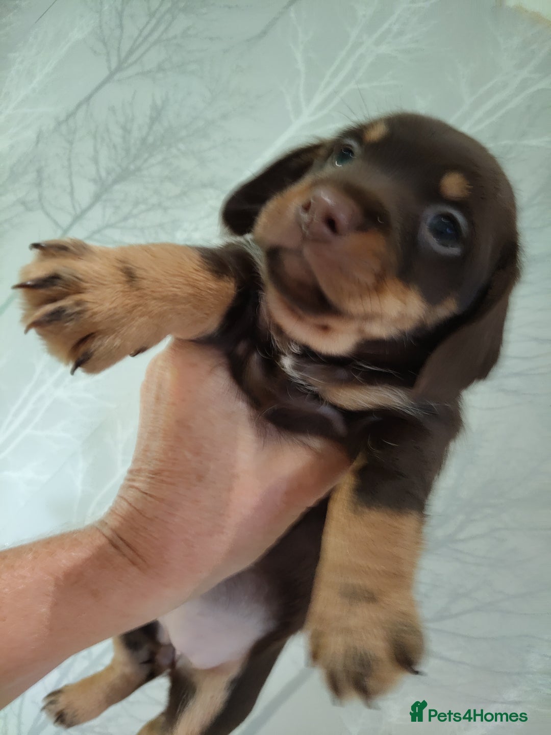 Jack Russell dogs for sale: Chocolate and Tan and Black and Tan Jacks - Image 1