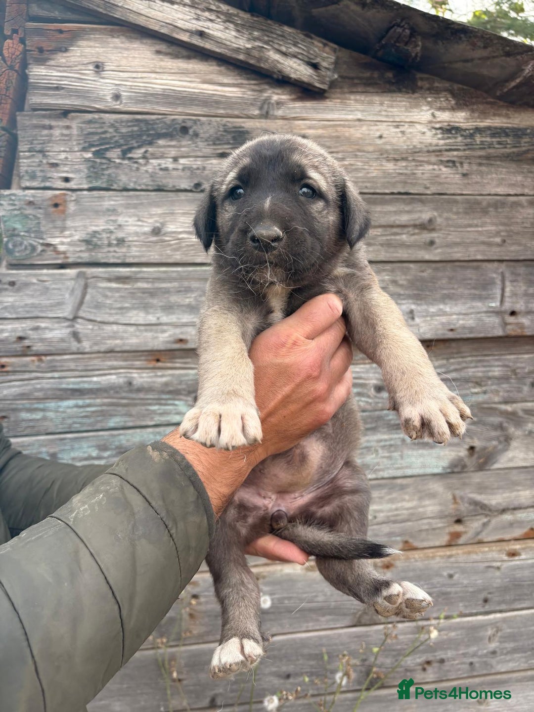 Anatolian Shepherd dogs for sale: Malakli Puppies - Image 16