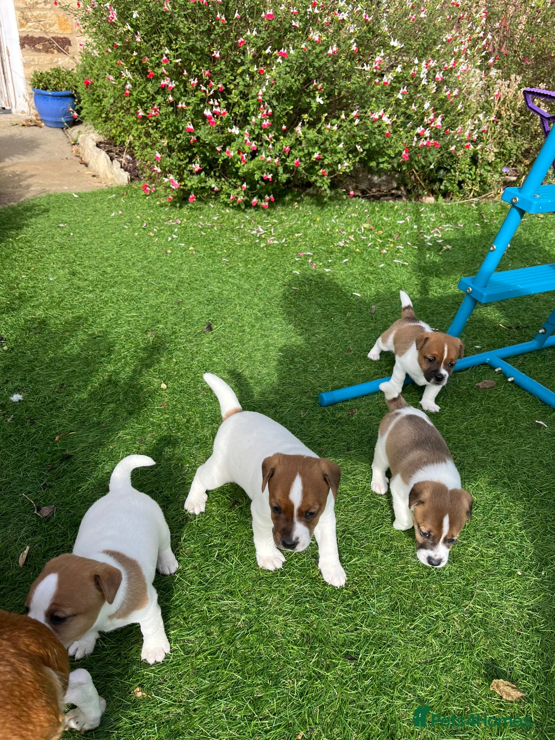 Mixed Breed dogs for sale: Lovely Jack Russel/Plumber puppies - Image 2