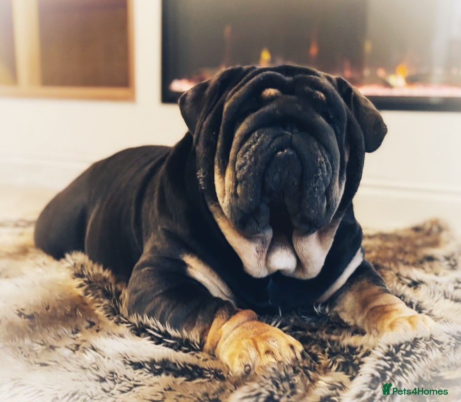 English Bulldog dogs REGGIE ( MAIN MAN KNUCKLES ) - Advert 19