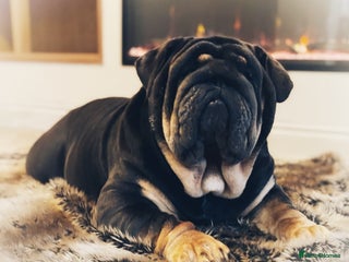 English Bulldog dogs REGGIE ( MAIN MAN KNUCKLES ) - Advert 10