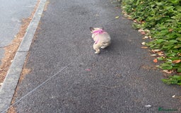 French Bulldog dogs for sale: 1 year female French bulldog  - Image 4