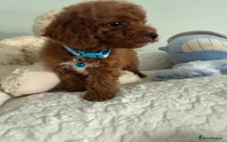 Cavapoo dogs for sale: 7 perfect f1b cavapoo’s. Fully dna & health clear. - Image 12