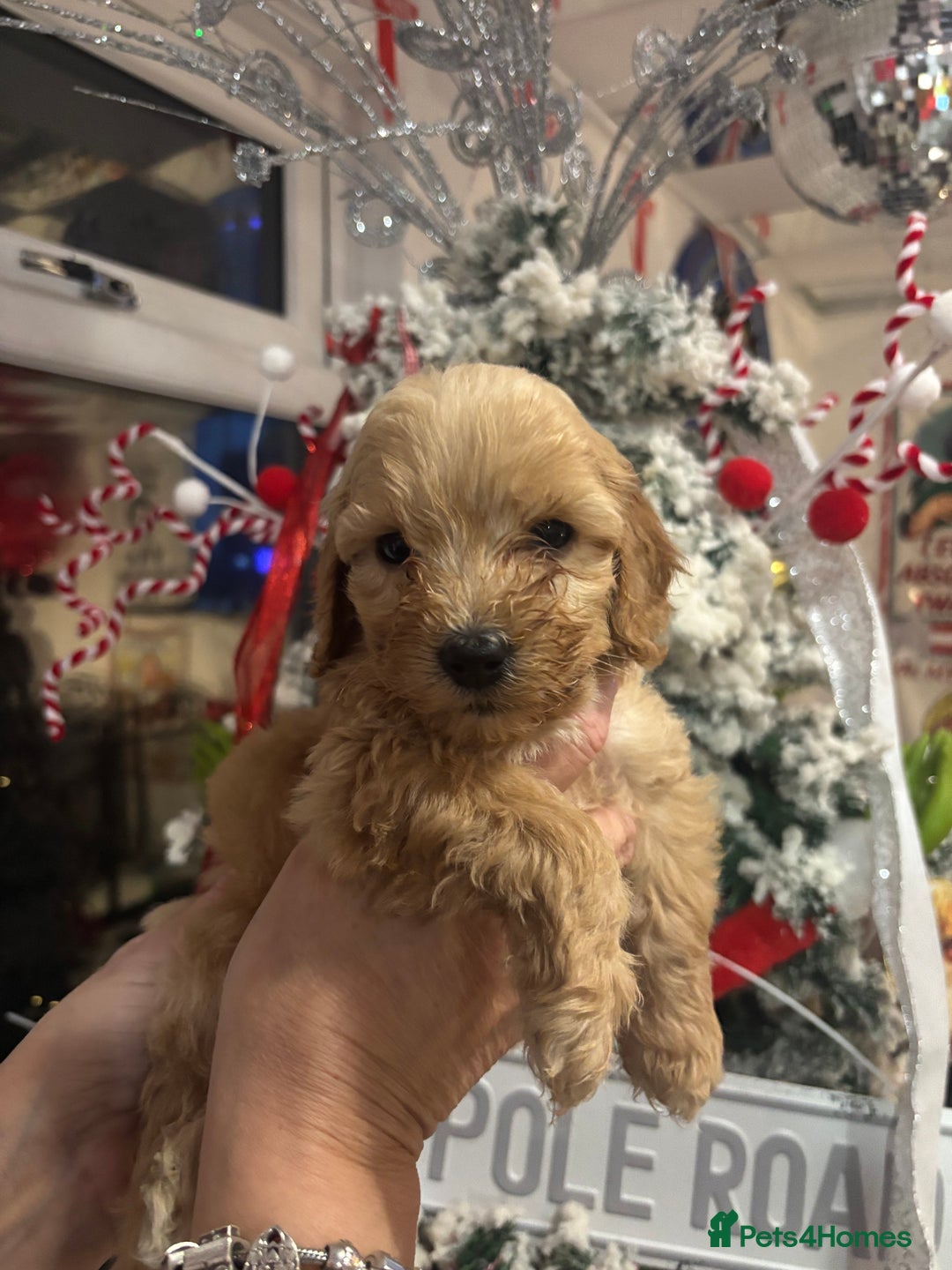 Cockapoo dogs for sale: ⭐️EXTENSIVELY HEALTH TESTED, COCKAPOO F1B GIRL⭐️ - Advert 6