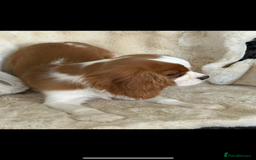 Cavalier King Charles Spaniel dogs for sale: Beautiful health tested cavalier King Charles pups - Image 5