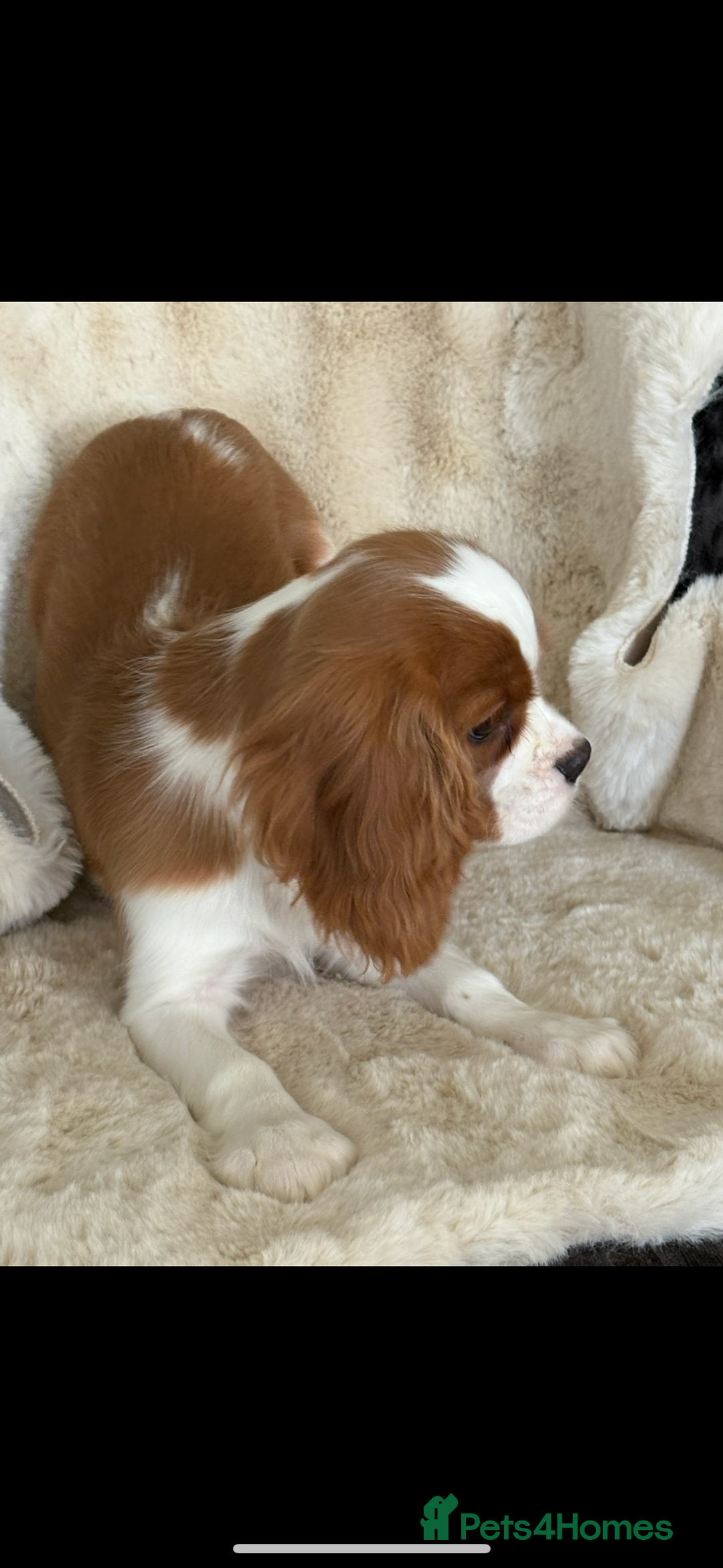 Cavalier King Charles Spaniel dogs for sale: Beautiful health tested cavalier King Charles pups - Image 5