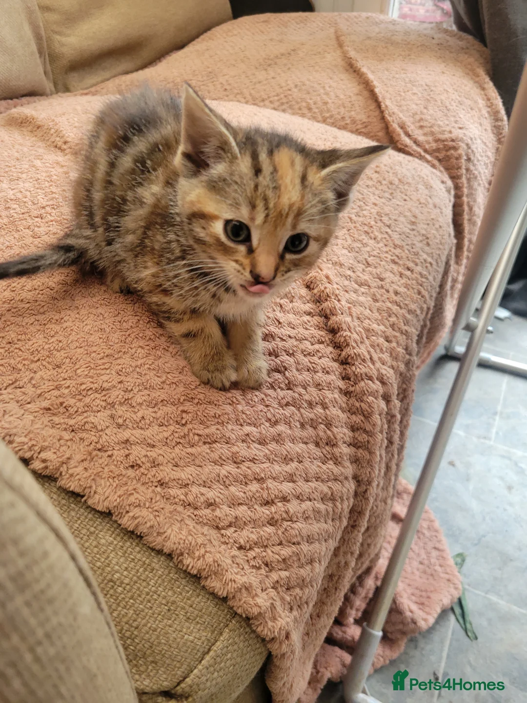 Mixed Breed cats for sale: Lovely kittens for sale  - Advert 2