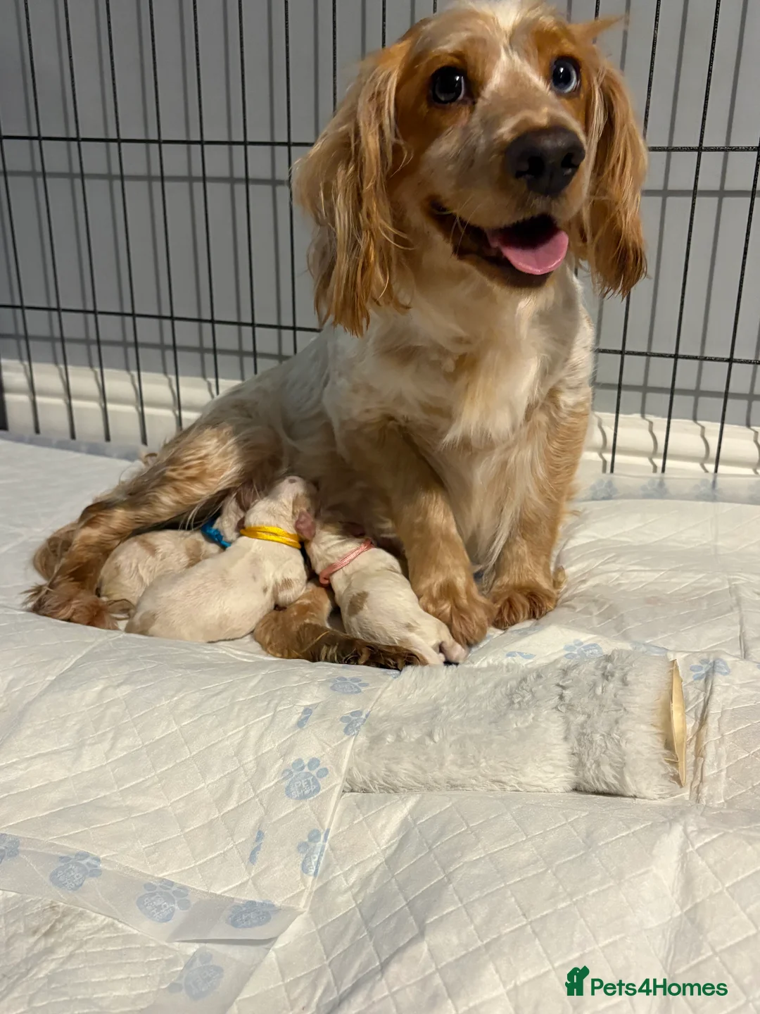 Cocker Spaniel dogs for sale: Cocker spaniel puppies  in Rotherham - Advert 8