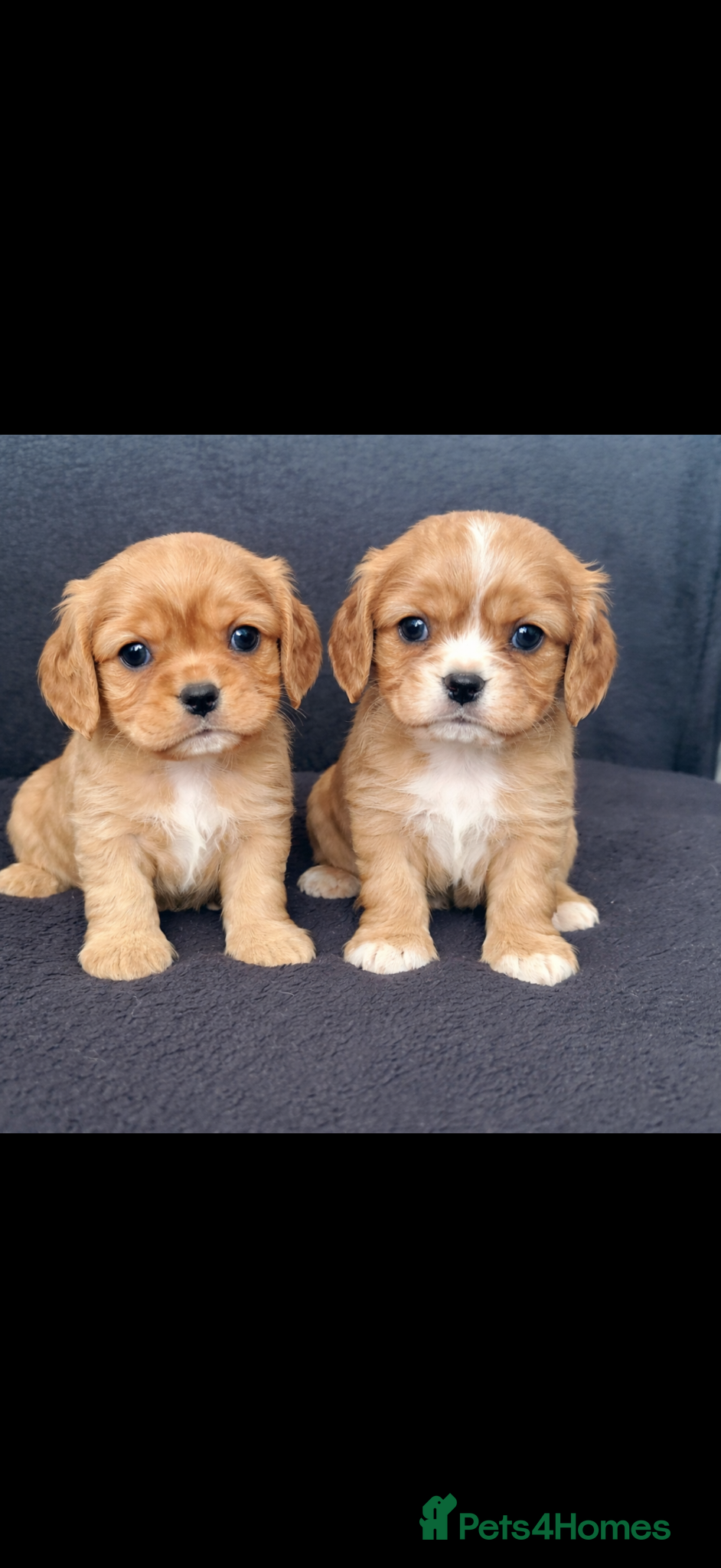Cavalier King Charles Spaniel dogs Beautiful, Cavalier King Charles Spaniel puppies - Advert 1
