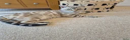 Bengal cats for sale: Seal Mink Rosetted Male Bengal - stud - Advert 7