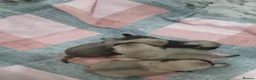 Pug dogs for sale: 4 Beautiful Pug Puppys For Sale - Advert 3