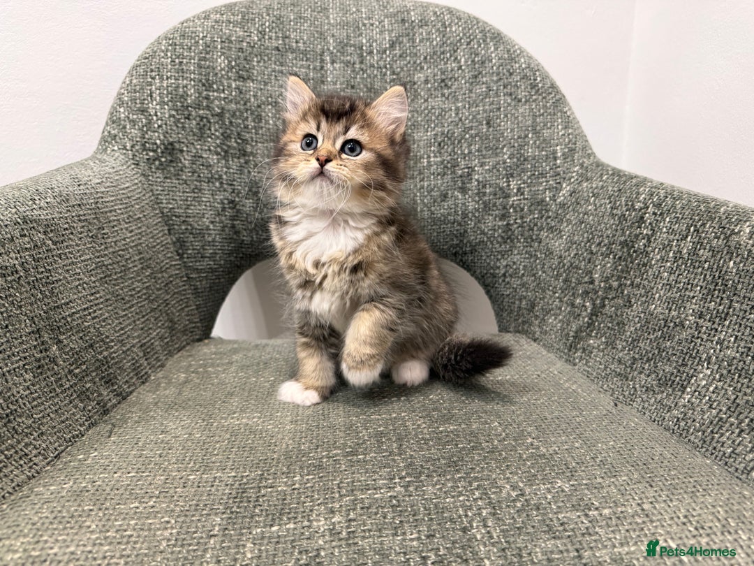 British Longhair cats for sale: 3/4 British longhair kittens - Image 6