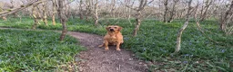 Labrador Retriever dogs for stud: Stunning Fox Red Labrador - Advert 4
