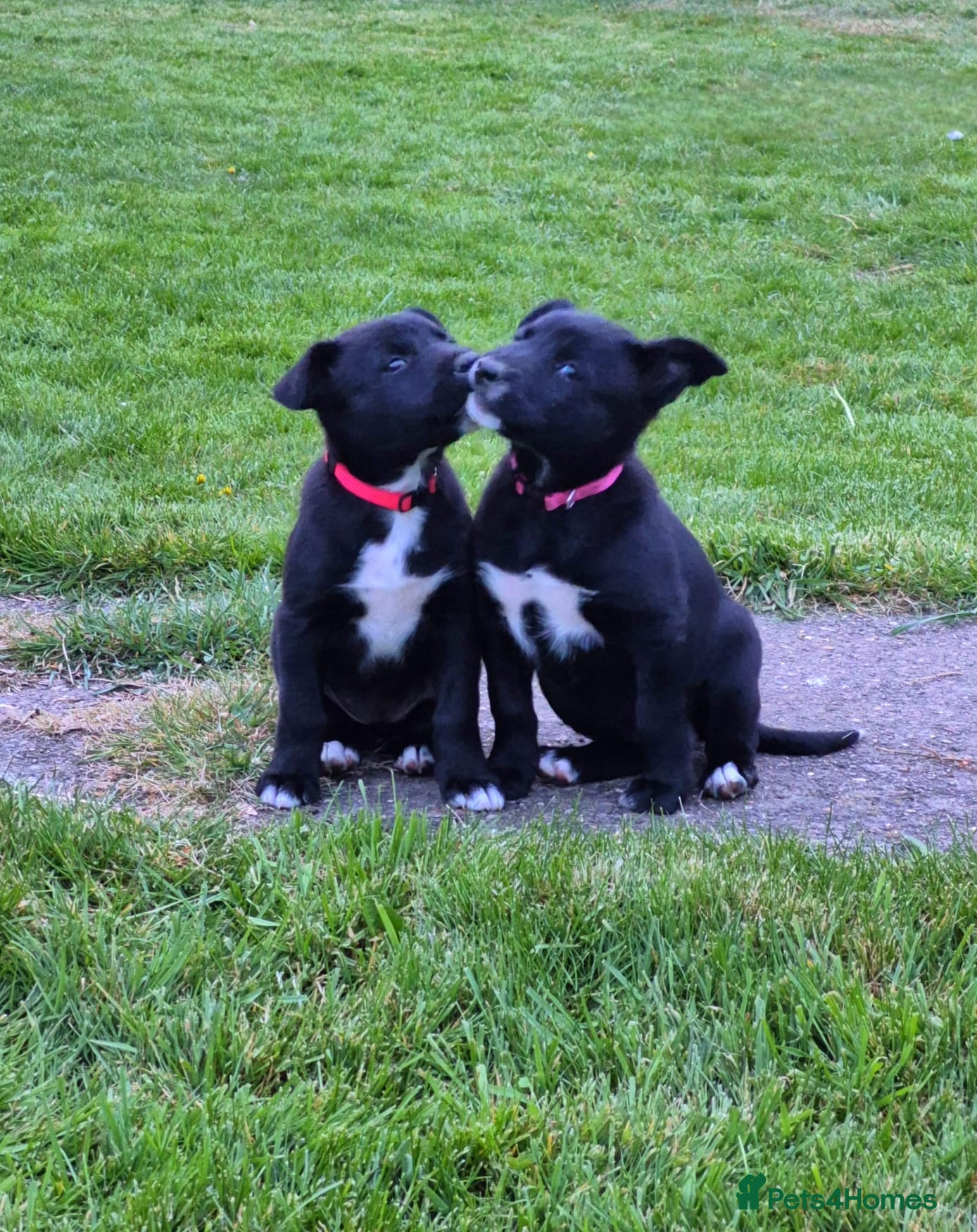 Mixed Breed dogs Border collie cross huntaway puppies  - Advert 1