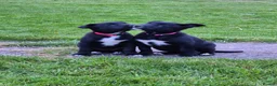 Mixed Breed dogs for sale: Border collie cross huntaway puppies  - Advert 1