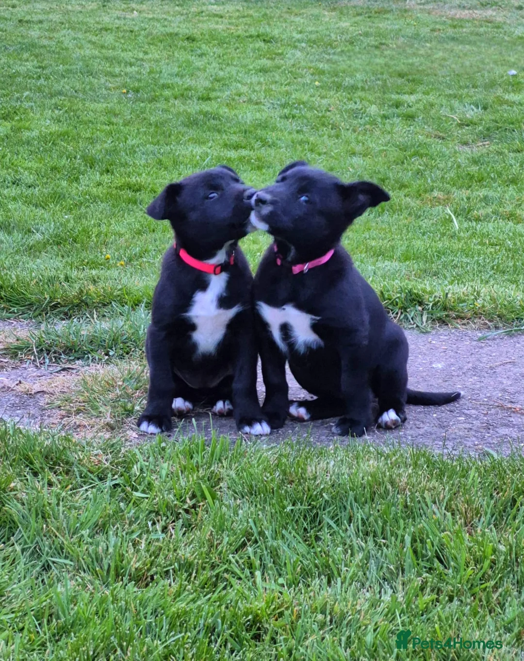 Mixed Breed dogs for sale: Border collie cross huntaway puppies  - Advert 1