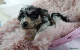 Sheepadoodle dogs for sale: Mini Sheepadoodle the wait is over!  - Image 29
