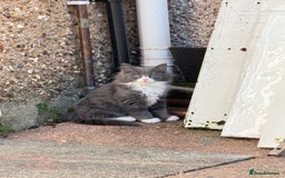 Mixed Breed cats for sale: Fluffy beautiful kitten - Advert 1