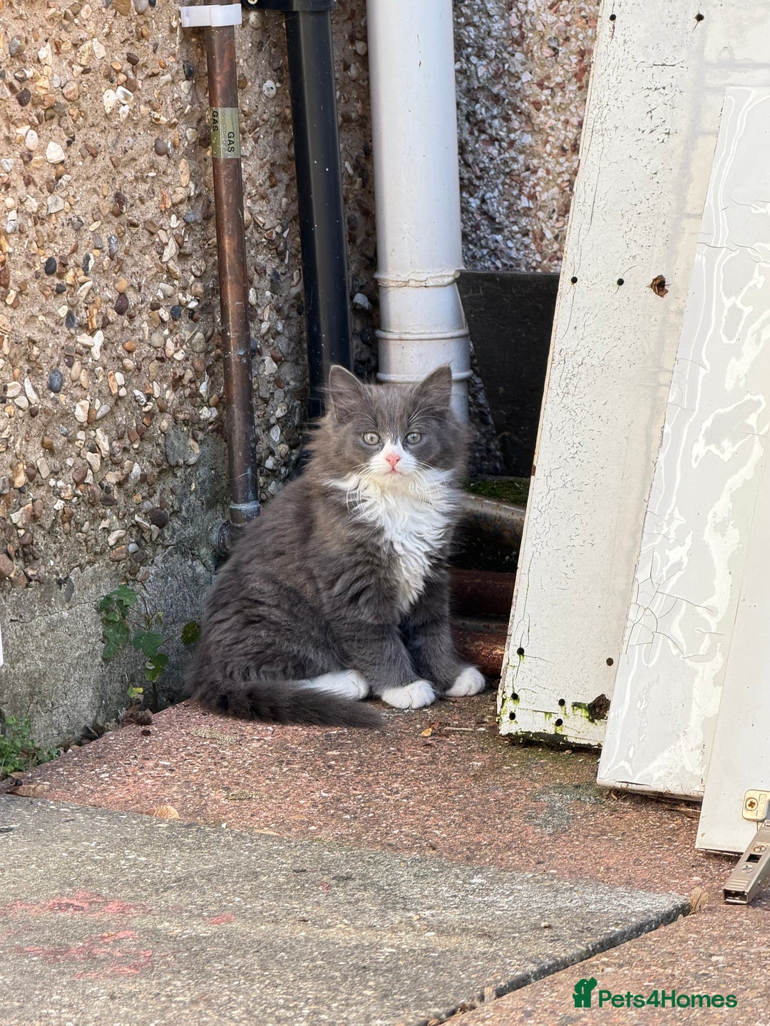 Mixed Breed cats for sale: Fluffy beautiful kitten - Advert 1