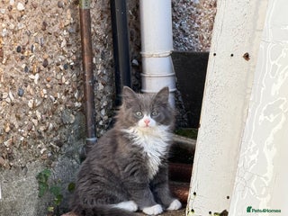 Mixed Breed cats for sale: Fluffy beautiful kitten - Advert 1