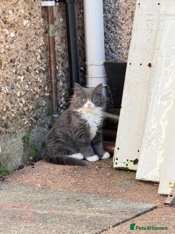 Mixed Breed cats Fluffy beautiful kitten - Advert 9