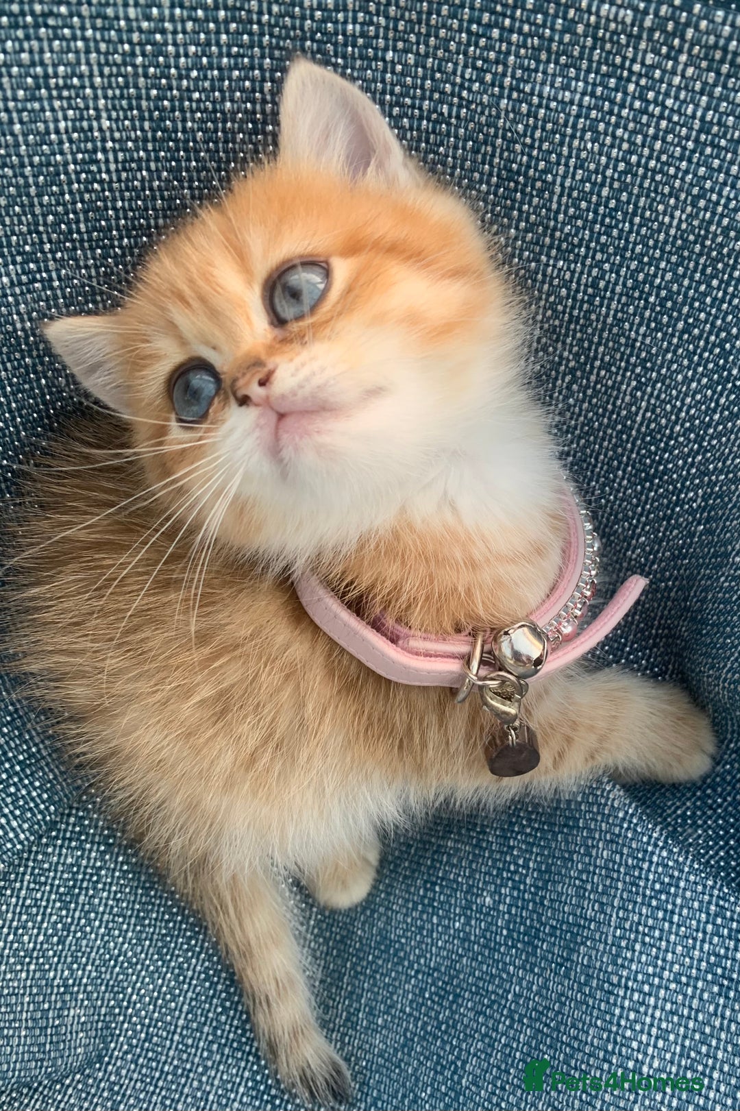 British Shorthair cats for sale: British Golden Shorthair kittens GCCF  - Image 13