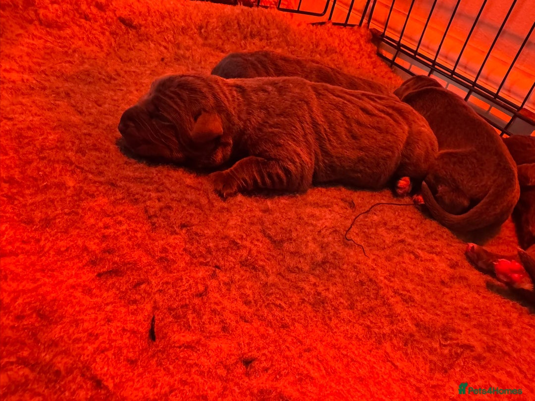 Cane Corso dogs for sale: Outstanding cane corso pups 🐶  - Advert 9