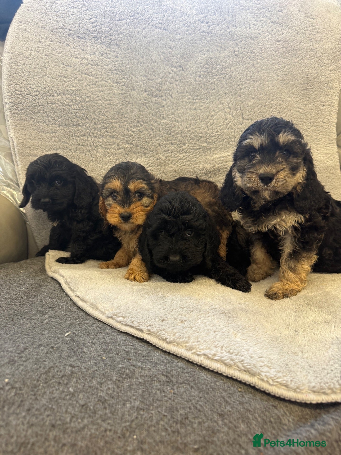 Cockapoo dogs Cockerpoo puppies - Advert 1