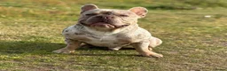 French Bulldog dogs for stud: NEW SHADE CHOCOLATE MERLE STUD AVAILABLE FOR STUD  - Advert 3