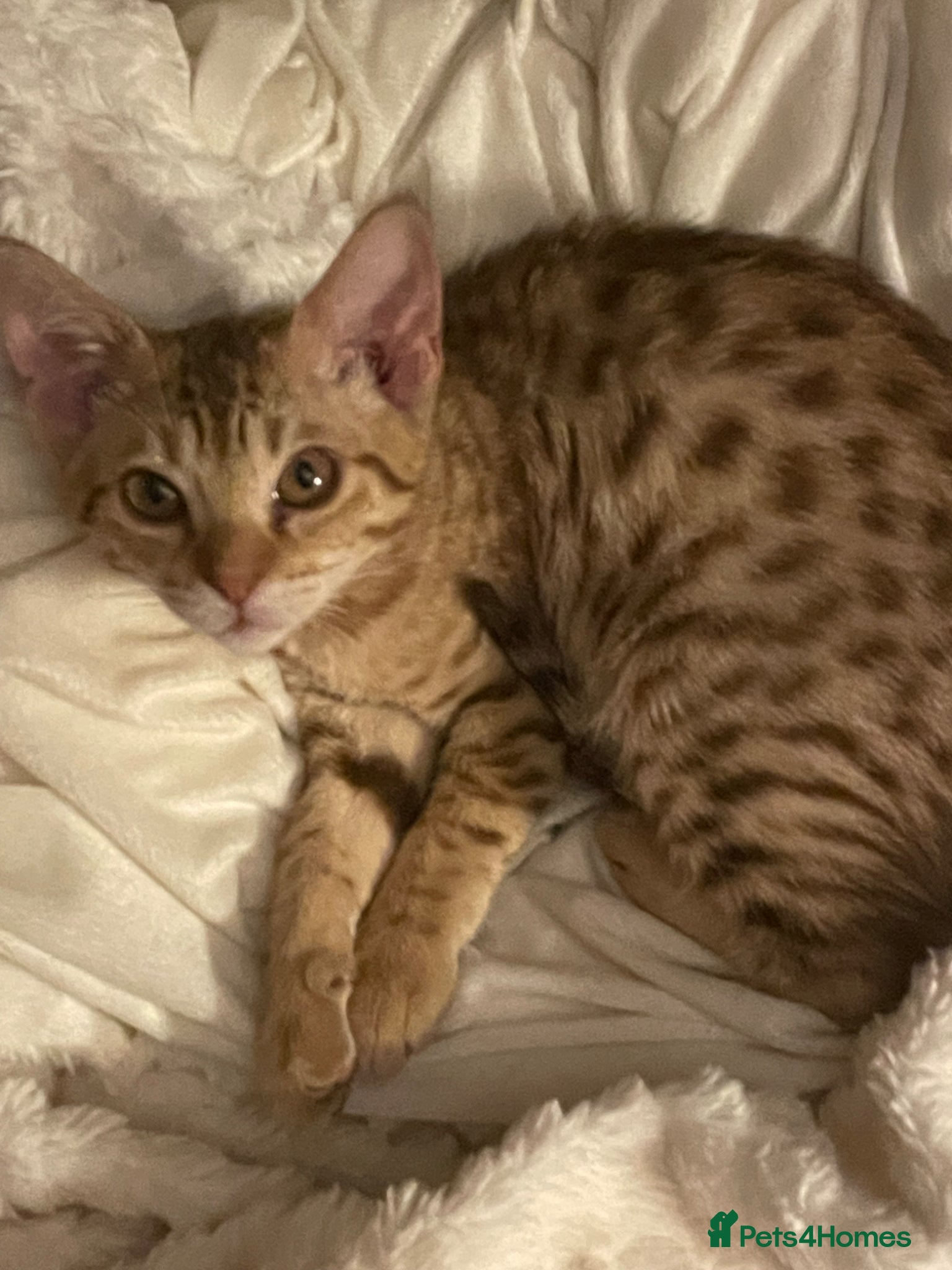 Ocicat cats Adorable Ocicat Kittens  - Advert 2