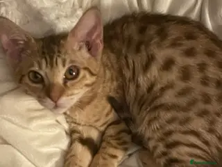 Ocicat cats Adorable Ocicat Kittens - Advert 2