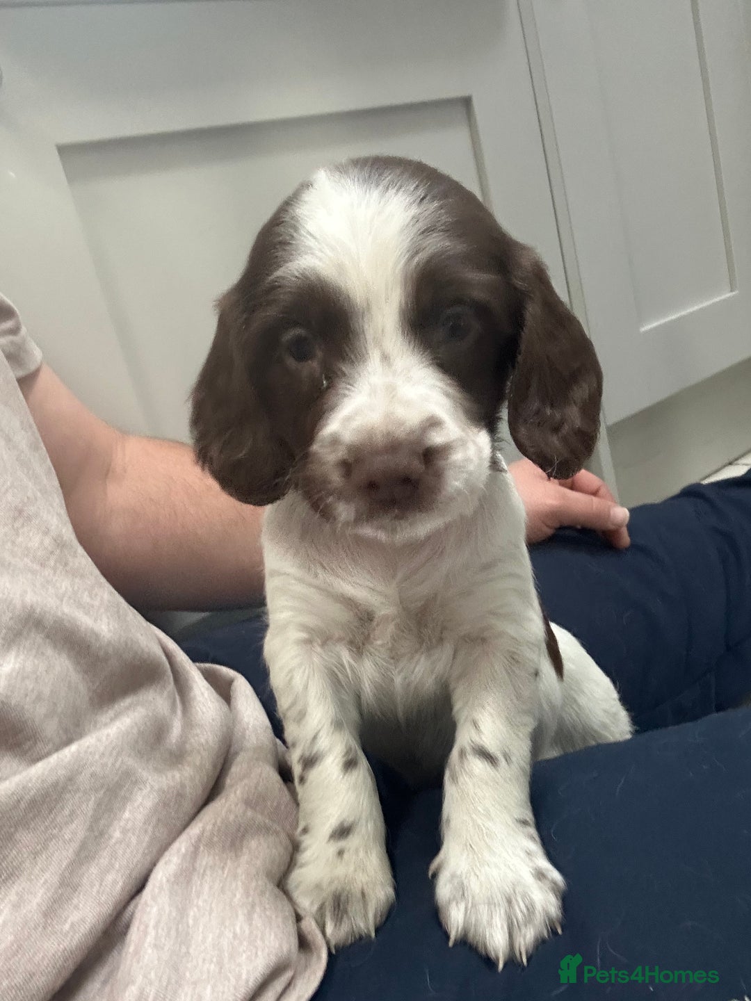 Sprocker dogs for sale: Working Sprocker Spaniels  - Advert 29