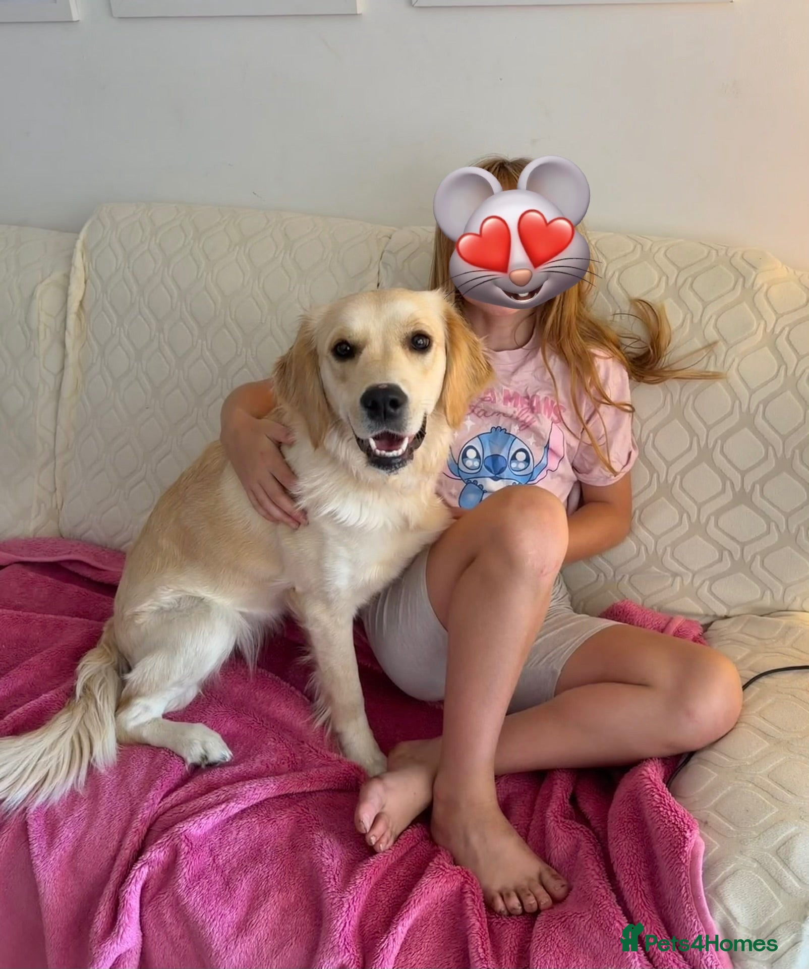 Golden Retriever dogs Beautiful KC registered Golden Retriever Lille 💗 - Advert 9