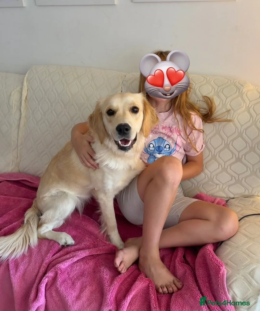 Golden Retriever dogs for sale: Beautiful KC registered Golden Retriever Lille 💗 - Advert 1