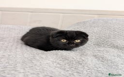 Scottish Fold cats for sale: 3 kittens are looking for new home 🏡 - Image 2