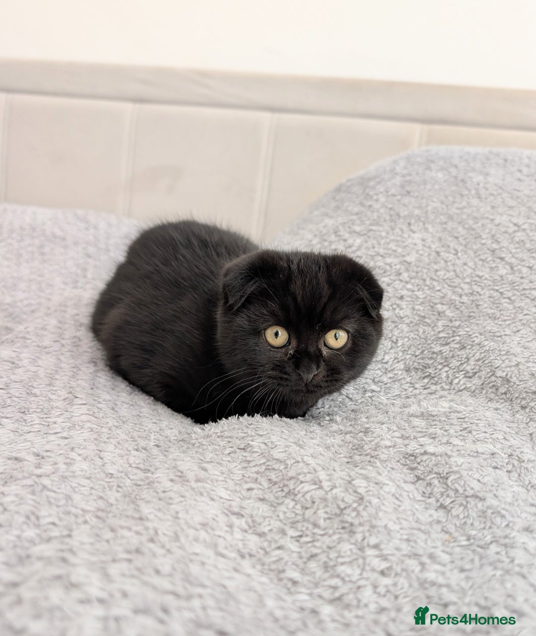 Scottish Fold cats for sale: 3 kittens are looking for new home 🏡 - Image 2