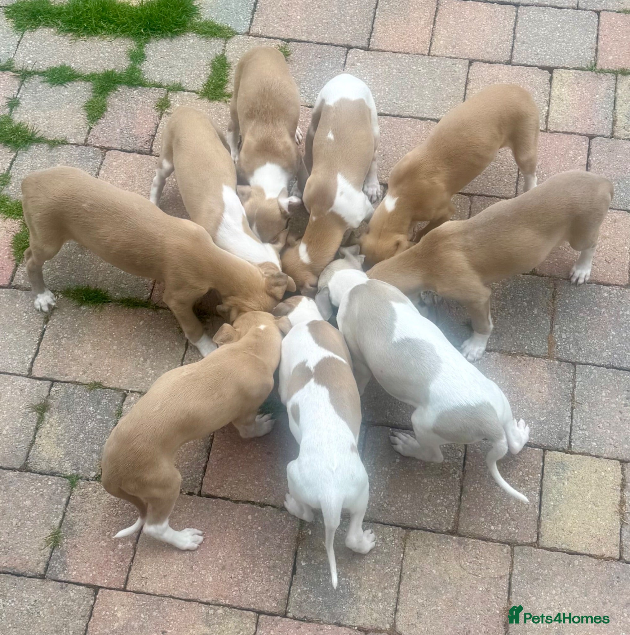 Whippet dogs Beautiful whippet babies! - Advert 2