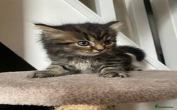 Persian cats for sale: Half Persian Ragdoll Kottens  - Image 3