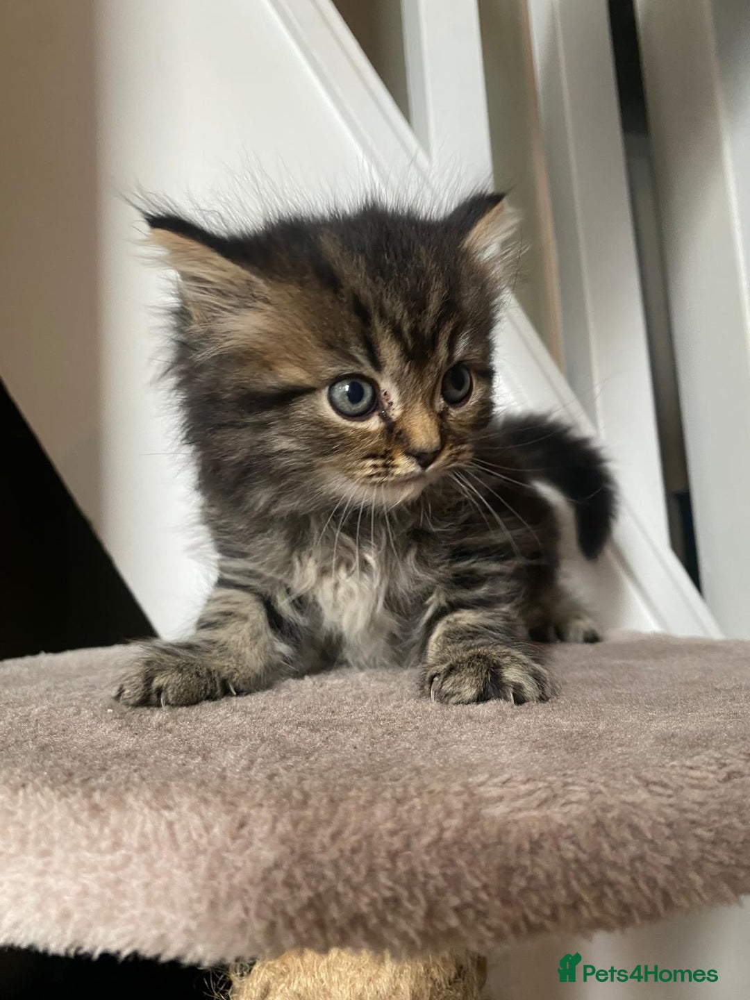 Persian cats for sale: Half Persian Ragdoll Kottens  - Image 3