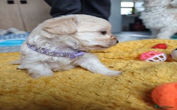Maltipoo dogs for sale: F2 Mini Maltipoo,Toy size 4 boys - Image 11