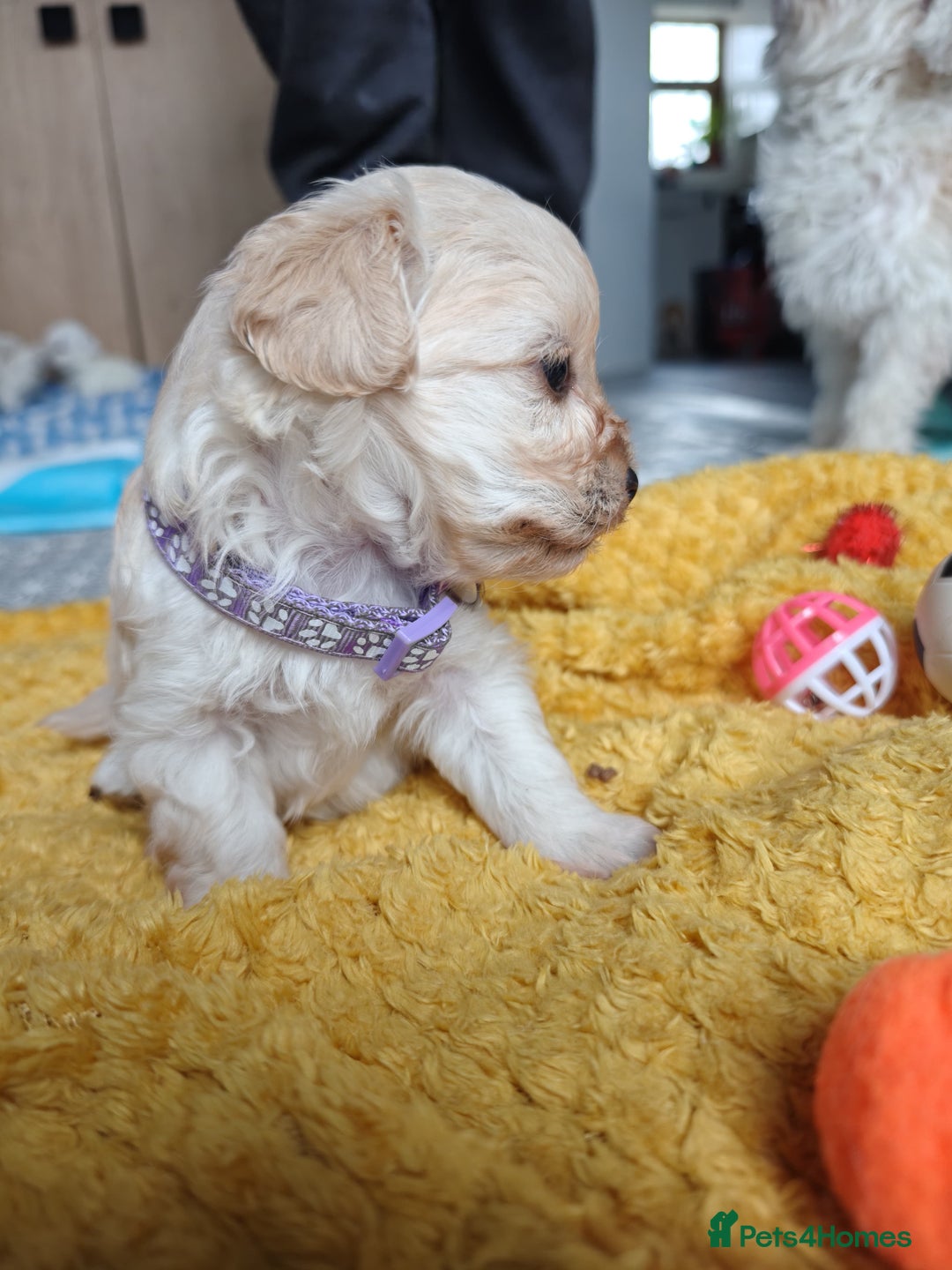 Maltipoo dogs for sale: F2 Mini Maltipoo,Toy size 4 boys - Image 11