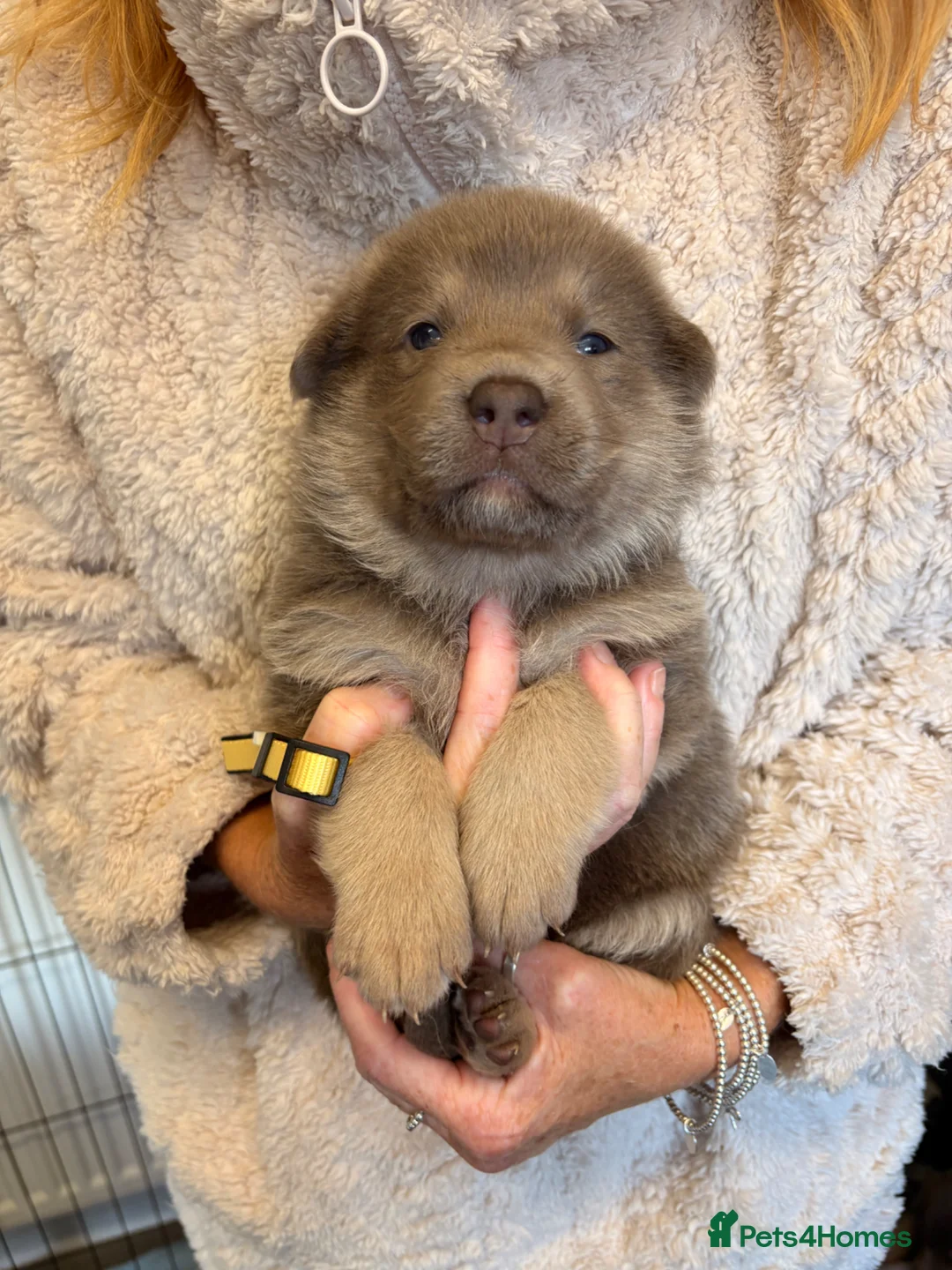 Sheprador dogs for sale: Isabelle German Shepherd x yellow lab puppies  - Advert 13